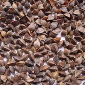 Buckwheat - Agricultural seeds buy inexpensively in the European Union